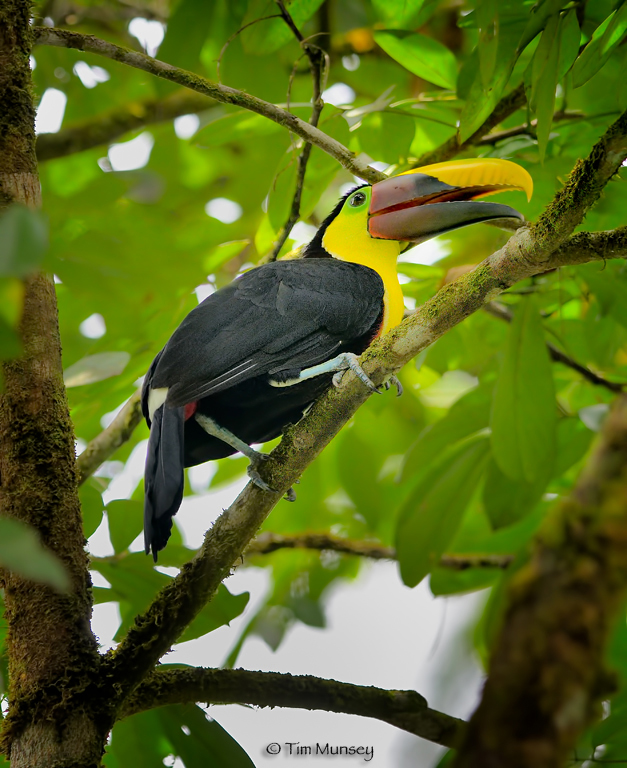 Chestnut-mandibled Tucan 2